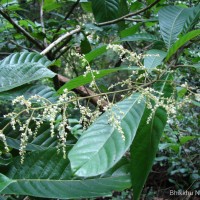 Meliosma simplicifolia (Roxb.) Walp.